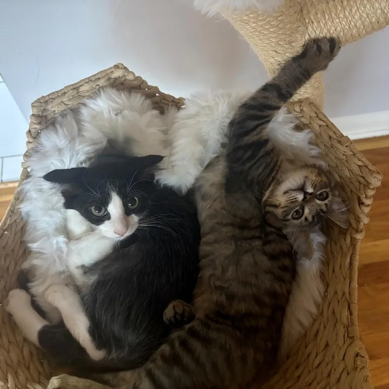 Louie Singh thumbnail 4