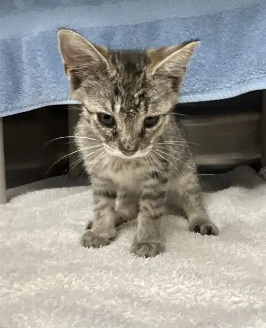 A baby medium-sized female Domestic Short Hair cat named Moerie for adoption in Huntsville, AL