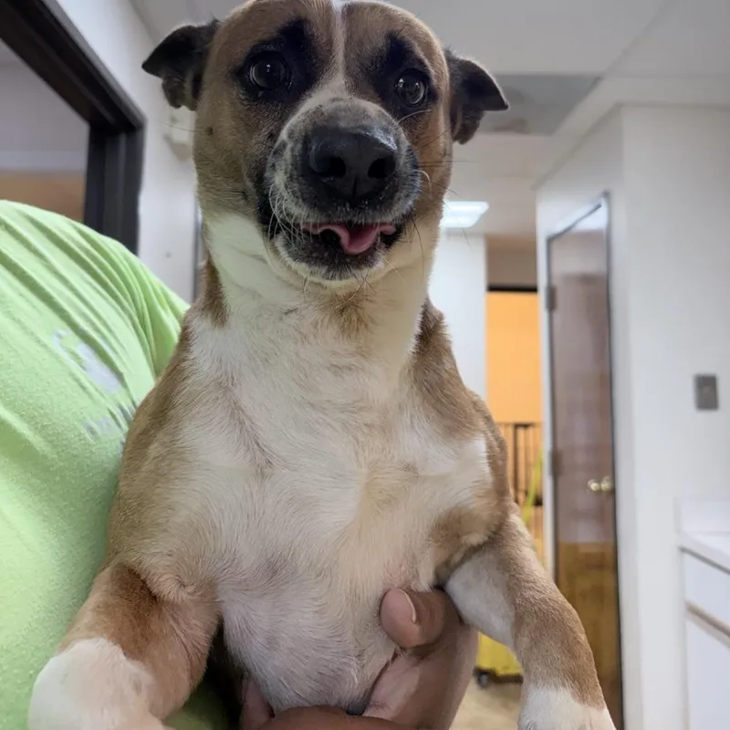 An adult medium-sized male Yellow / Tan / Blond / Fawn Cardigan Welsh Corgi dog named Cowboy for adoption in Tyler, TX