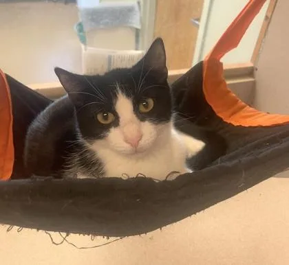 A baby small-sized male Domestic Short Hair cat named Flannel for adoption in Palm Coast, FL