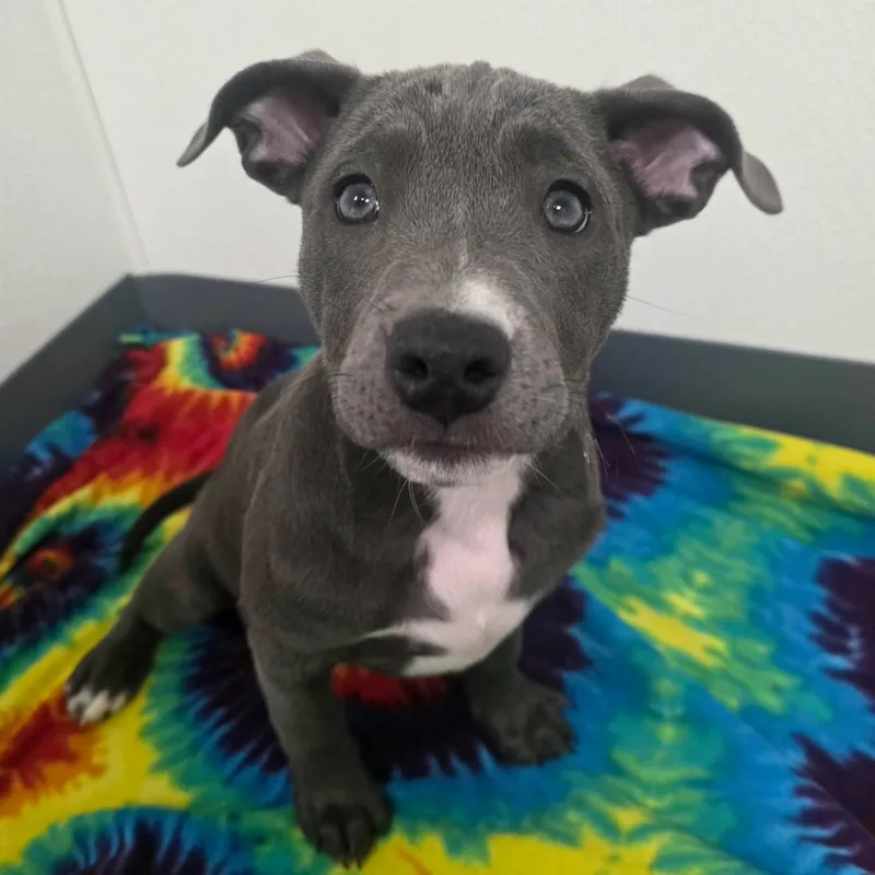 A baby large-sized female Gray / Blue / Silver Pit Bull Terrier dog named Lilypad for adoption in Bryan, TX