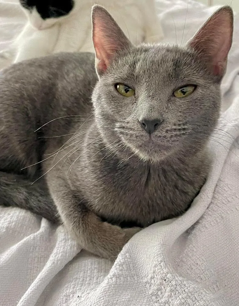 A baby small-sized female Domestic Short Hair cat named Lightning Bug for adoption in Chicago, IL