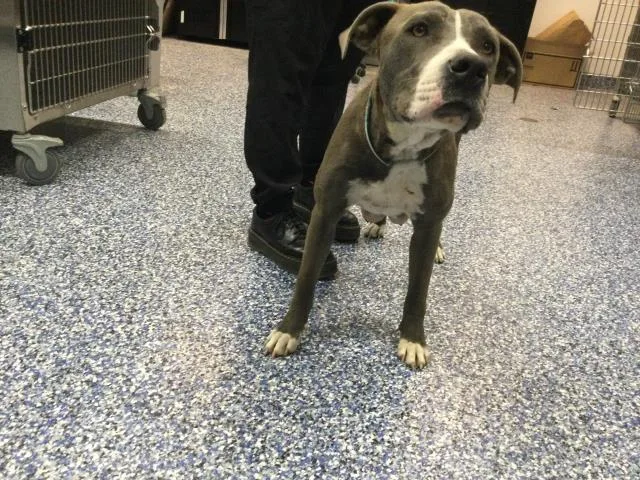 An adult medium-sized female Pit Bull Terrier dog named Mallory for adoption in Thousand Palms, CA