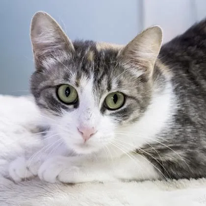 An adult medium-sized female Domestic Short Hair cat named Lily for adoption in Camano Island, WA