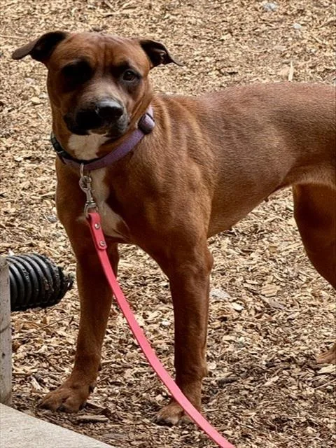 An adult large-sized female Pit Bull Terrier dog named Zara for adoption in South Lake Tahoe, CA