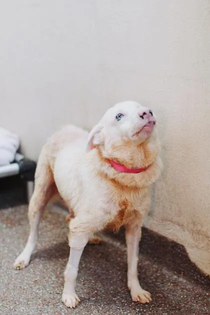 An adult small-sized female Terrier dog named A Rose Marie for adoption in North Charleston, SC