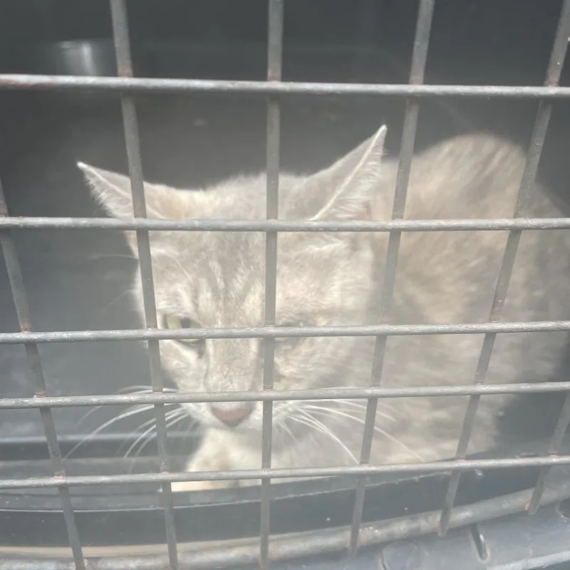 A young medium-sized female Gray / Blue / Silver Domestic Short Hair cat named Shifty for adoption in Lake Jackson, TX