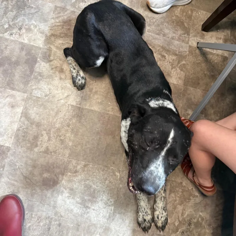 An adult large-sized male Black Australian Cattle Dog / Blue Heeler dog named Justice for adoption in Floresville, TX
