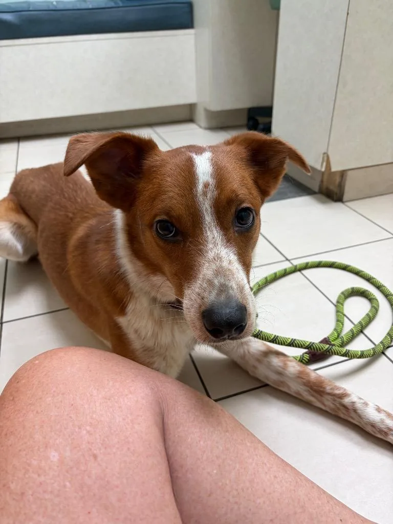 A young medium-sized male Collie dog named Chili for adoption in Hampton, VA