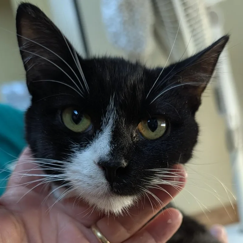 Frankie