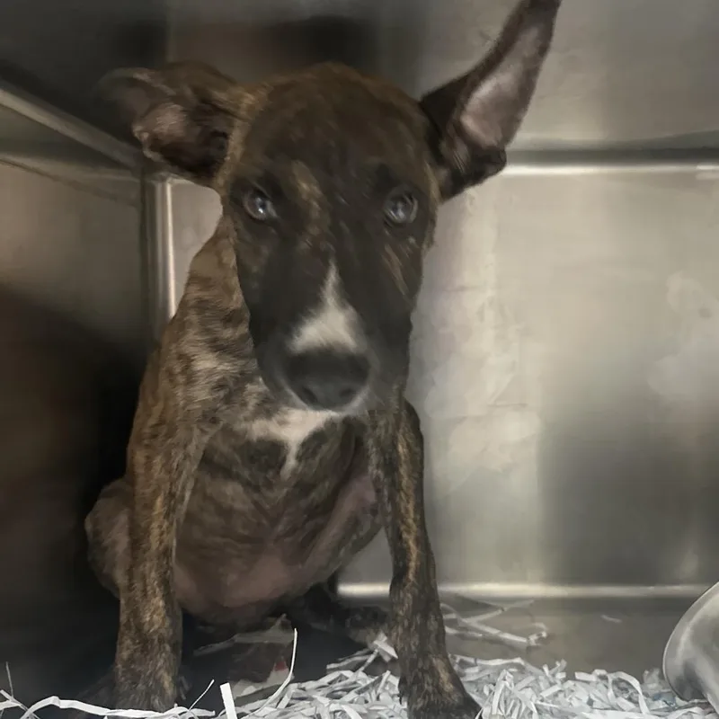 A baby small-sized female Black Shepherd dog named Couch for adoption in Lakeland, FL