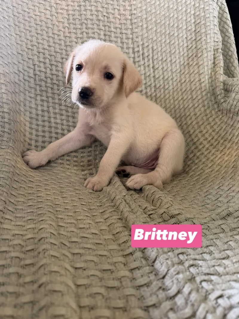 B Litter Brittney
