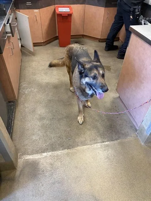 An adult medium-sized male German Shepherd Dog dog named Bear for adoption in Sacramento, CA