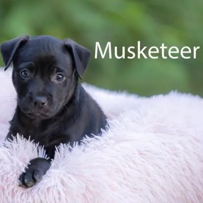 A baby medium-sized male Black American Bully dog named Musketeer for adoption in Pawleys Island, SC