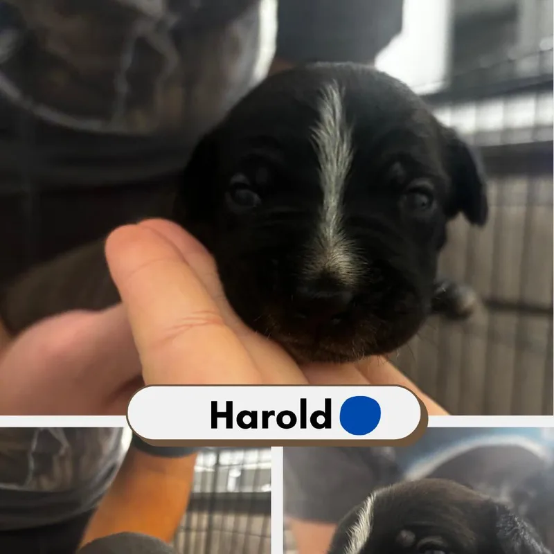 Harold