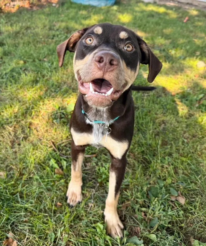 A young medium-sized male Mixed Breed dog named Pilot for adoption in Effingham, IL