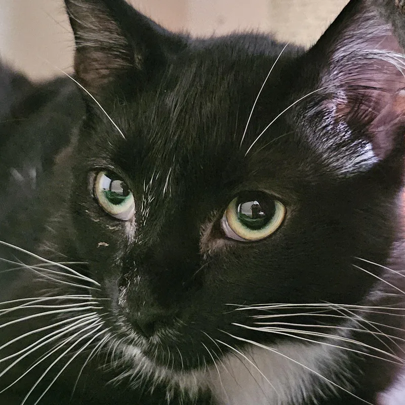 A baby medium-sized male Black & White / Tuxedo Tuxedo cat named Atlas for adoption in Richmond, VA