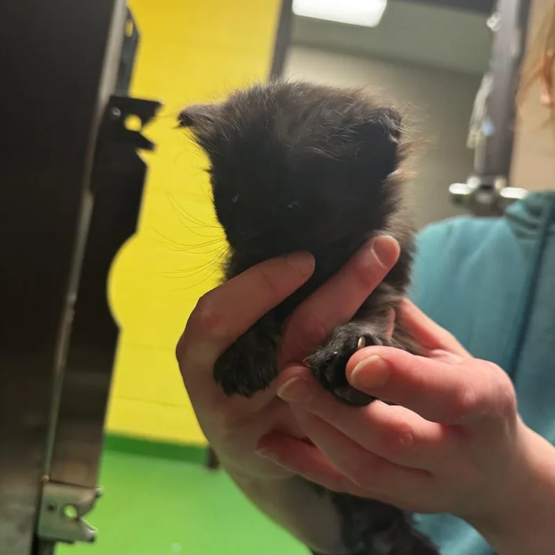 A baby small-sized female Black Domestic Short Hair cat named Mabel for adoption in South Haven, MI