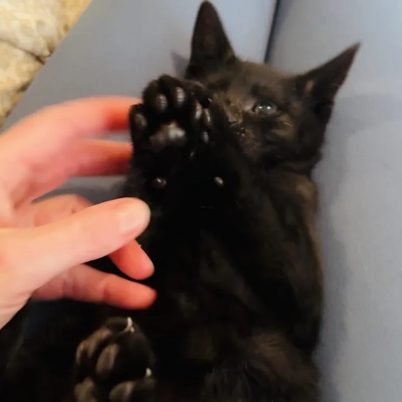 A baby small-sized male Black Domestic Short Hair cat named Radar for adoption in Austin, TX