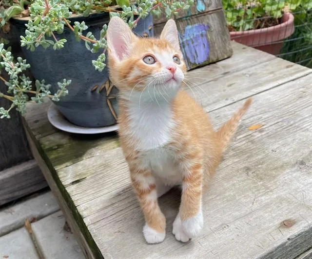 A baby small-sized male Domestic Short Hair cat named Wyatt for adoption in San Luis Obispo, CA