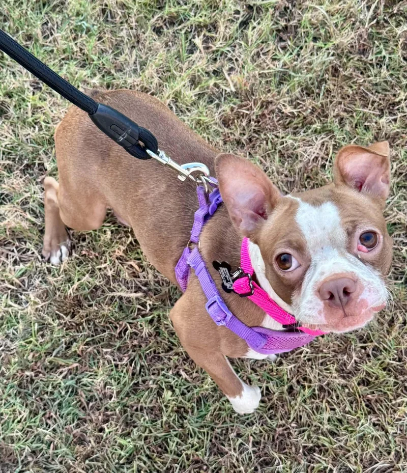 An adult medium-sized female Boston Terrier dog named Cleo for adoption in Muskogee, OK