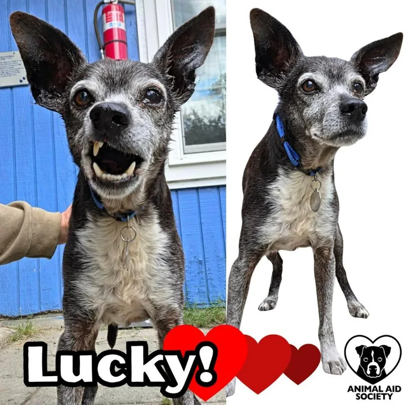 A senior small-sized male Chihuahua dog named Lucky for adoption in Hampton, VA