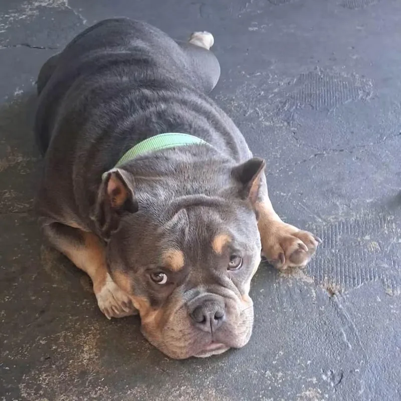 A young medium-sized male American Bully dog named Lux for adoption in Huber Heights, OH