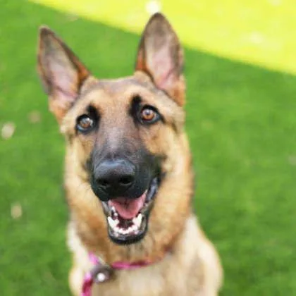 A young large-sized male Sable German Shepherd Dog dog named Chance for adoption in Atlanta, GA