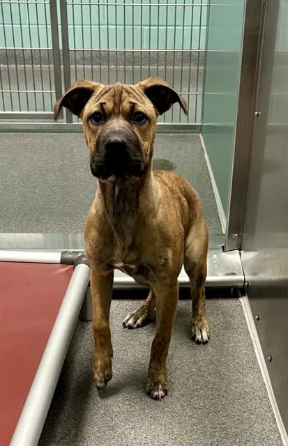 A baby medium-sized female Boxer dog named Starr for adoption in Kalamazoo, MI