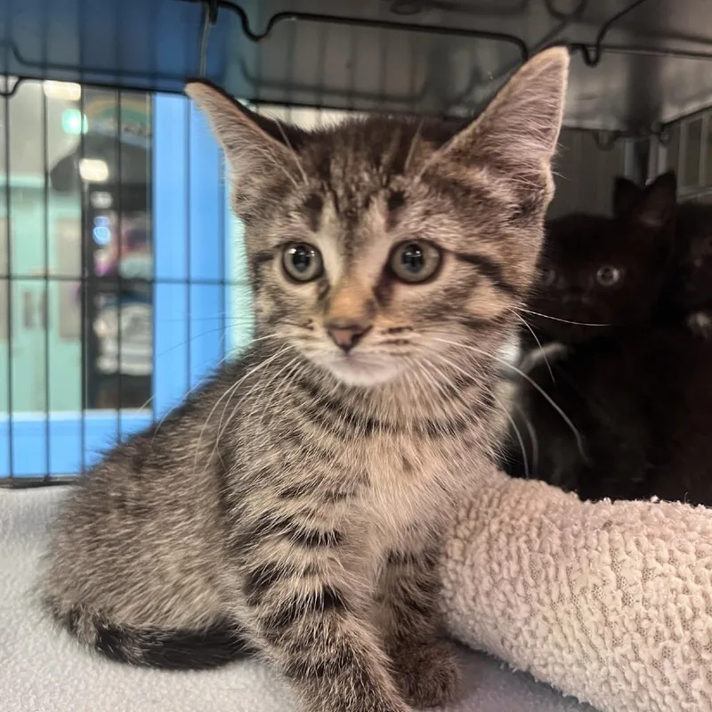 A baby small-sized female Gray / Blue / Silver Domestic Short Hair cat named Aspen for adoption in Port Townsend, WA