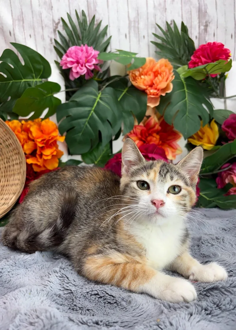 A baby small-sized female Tabby (Brown / Chocolate) Domestic Short Hair cat named Chicken Nugget AKA Nuggie for adoption in Ocean Springs, MS