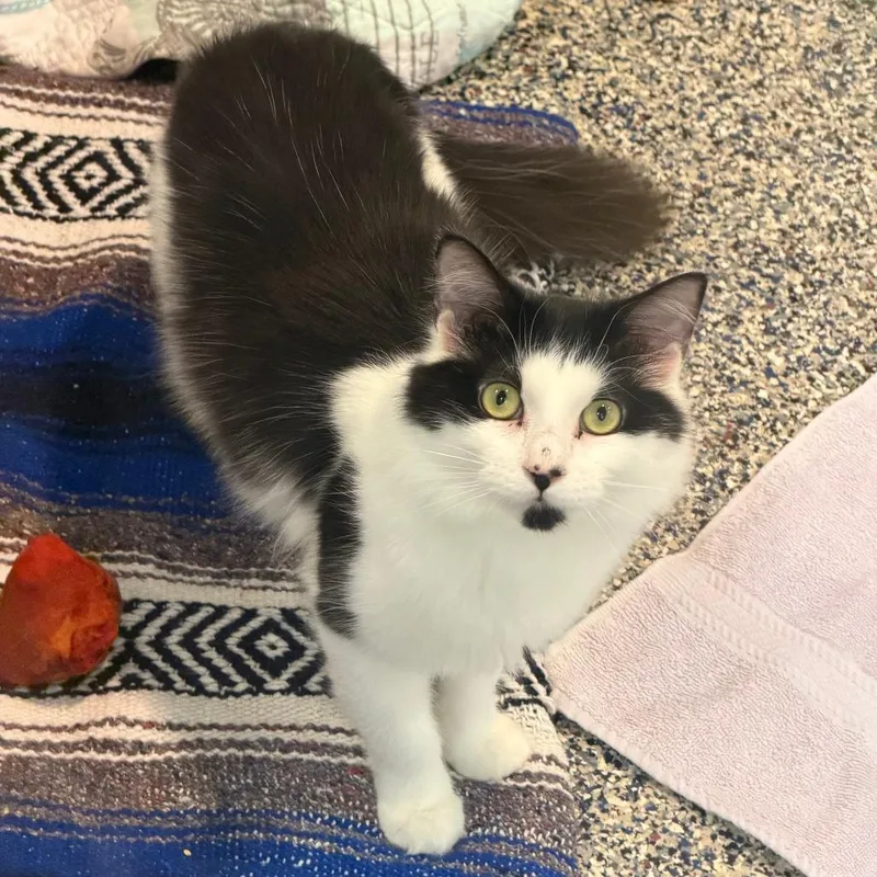 A young medium-sized male Domestic Short Hair cat named MooMoo for adoption in Fairport, NY