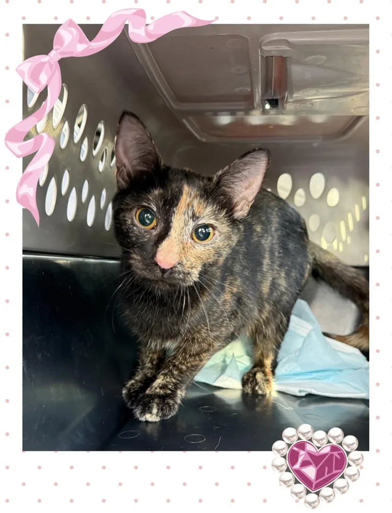 An adult medium-sized female Tortoiseshell Domestic Short Hair cat named Rosemary for adoption in Oceanside, CA