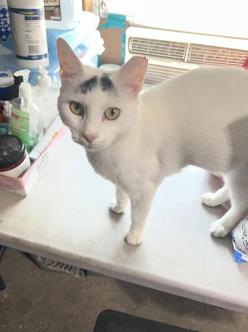An adult medium-sized female White Domestic Short Hair cat named Coral Christian for adoption in Philadelphia, PA