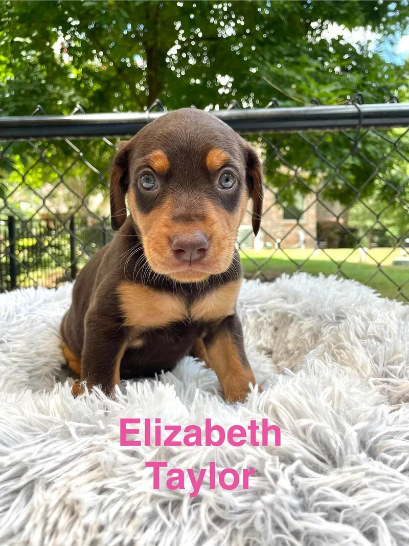 A baby large-sized female Brown / Chocolate Doberman Pinscher dog named Elizabeth Taylor for adoption in Madisonville, LA