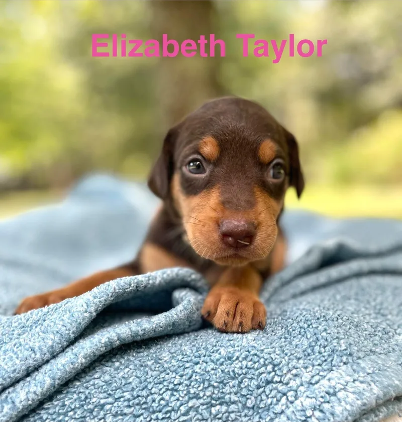 Elizabeth Taylor thumbnail 4