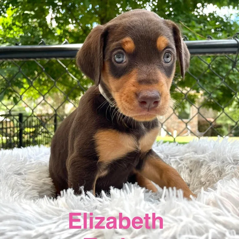 Elizabeth Taylor thumbnail 5