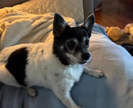 An adult small-sized female Chihuahua dog named Baby for adoption in Knoxville, TN