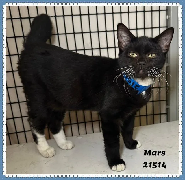 A baby medium-sized male Black & White / Tuxedo Domestic Short Hair cat named Mars for adoption in Marietta, GA