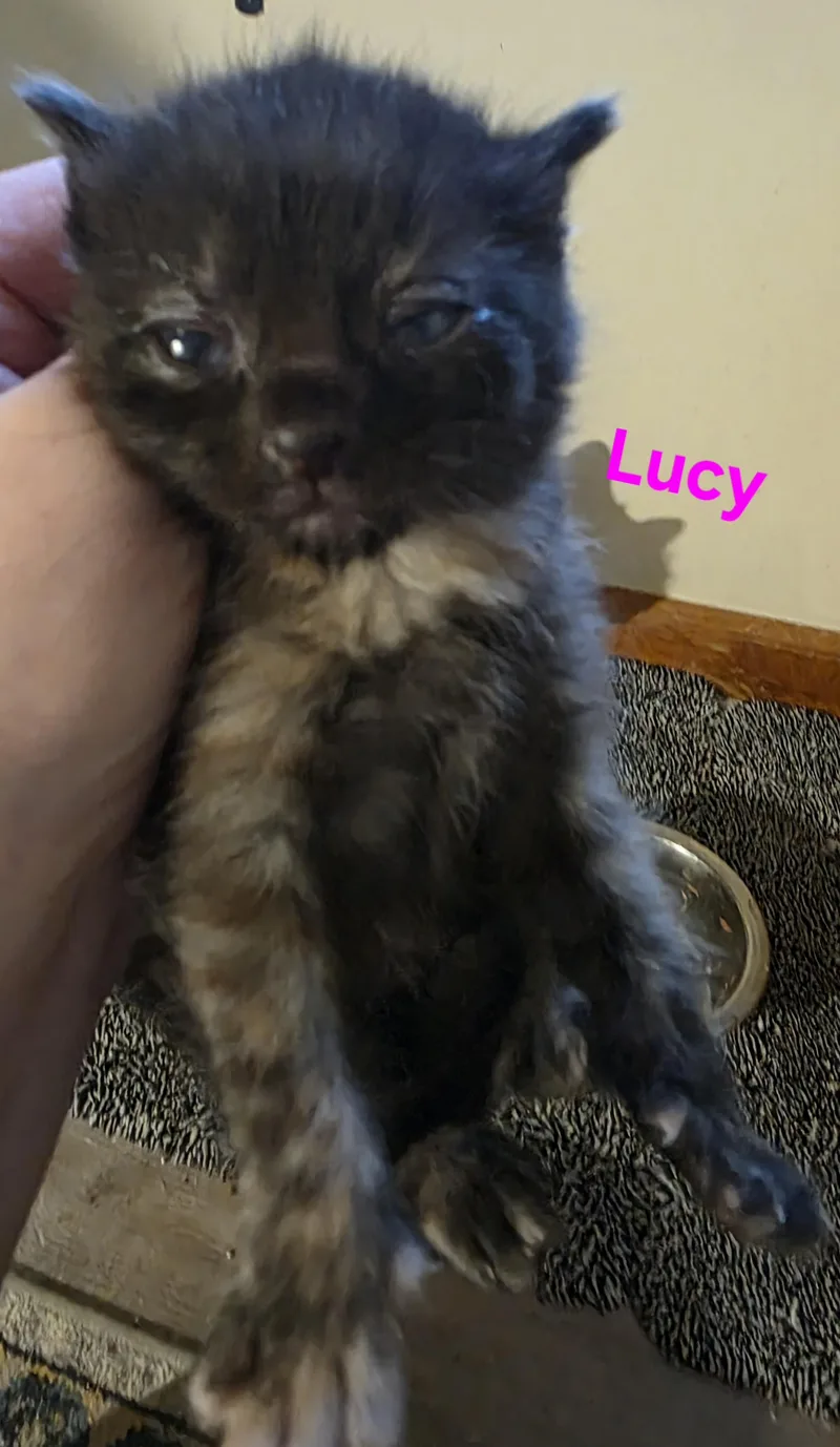 Lucy