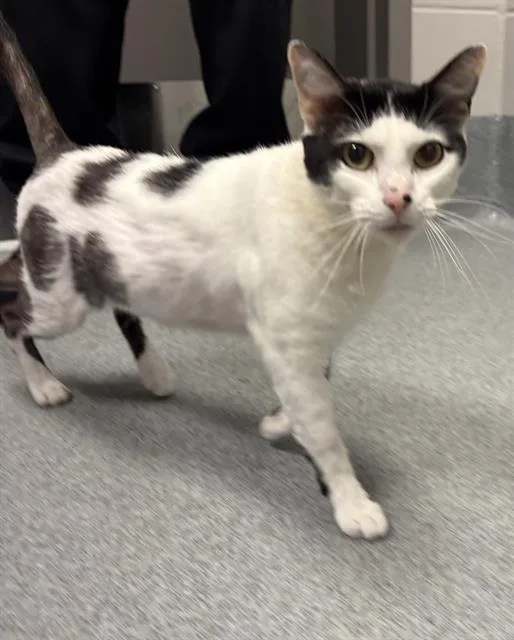 An adult small-sized male Domestic Short Hair cat named Pongo for adoption in Indianapolis, IN