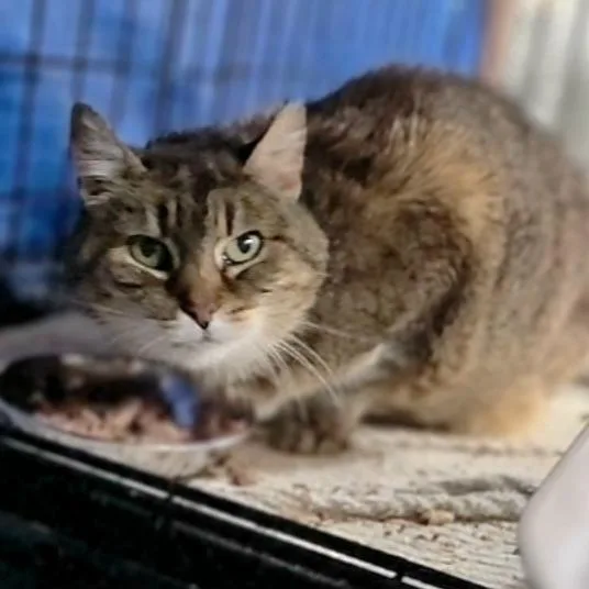 A senior medium-sized female Calico Domestic Short Hair cat named Missy for adoption in Abingdon, MD