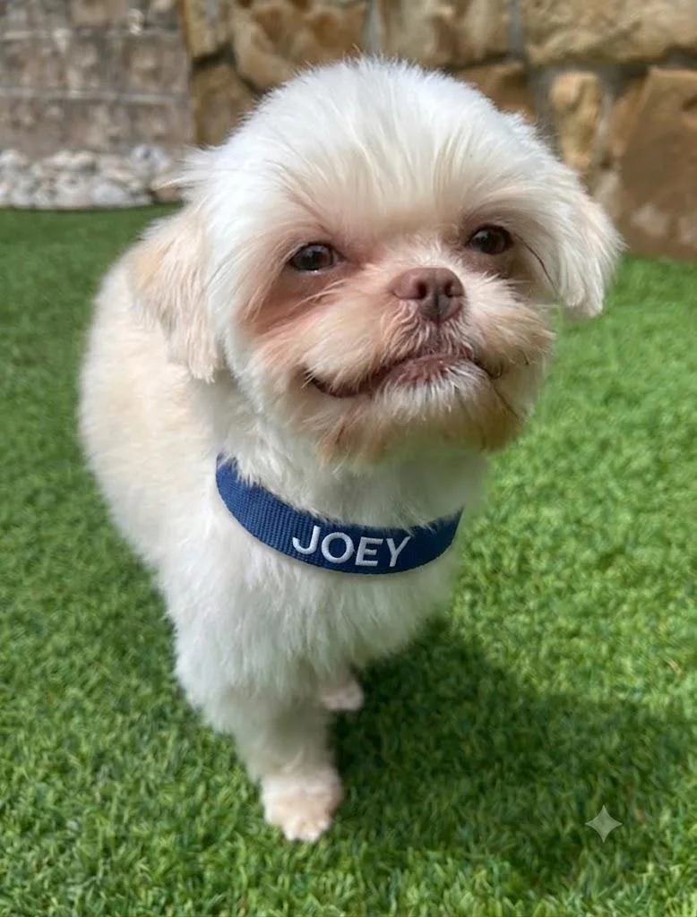 Joey