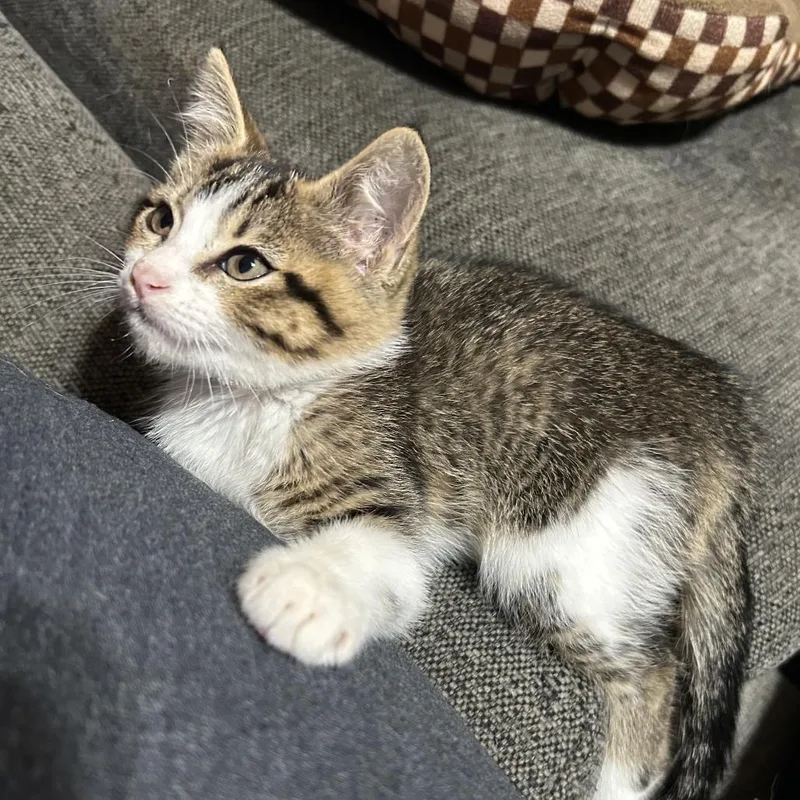 A baby small-sized female Brown / Chocolate Domestic Short Hair cat named Lilly VIII for adoption in Little Rock, AR