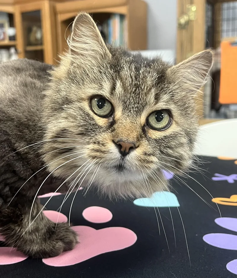 An adult large-sized male Tabby (Brown / Chocolate) Domestic Long Hair cat named Woody for adoption in Johnston, RI