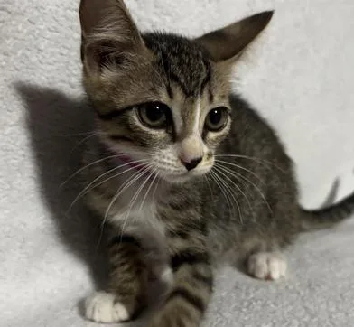A baby medium-sized female Tabby (Brown / Chocolate) Domestic Short Hair cat named Emmy for adoption in Liverpool, TX