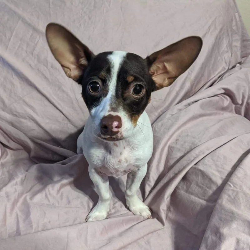 An adult small-sized male Brown / Chocolate Chiweenie dog named Cooper for adoption in Phoenix, AZ