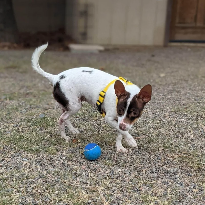 Cooper thumbnail 5