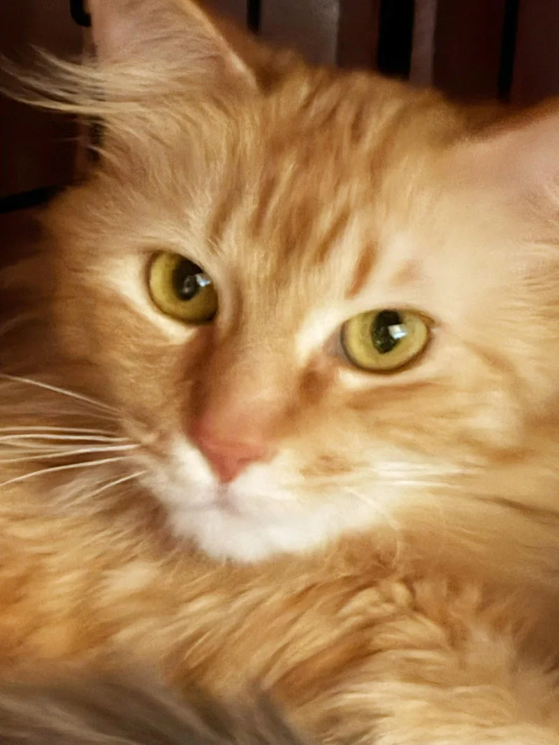 Sage And Peaches thumbnail 2