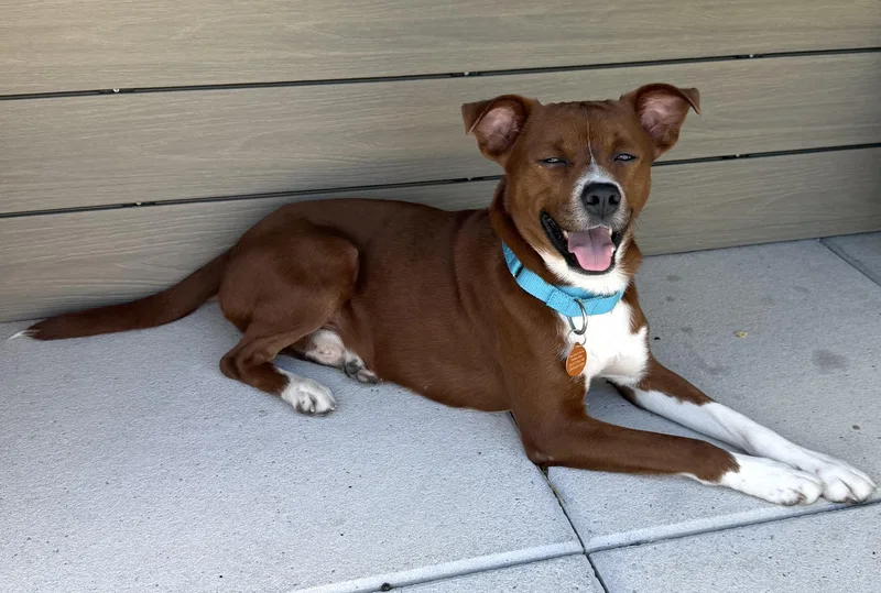 A young medium-sized male Red / Chestnut / Orange Labrador Retriever dog named Francis for adoption in Brooklyn, NY